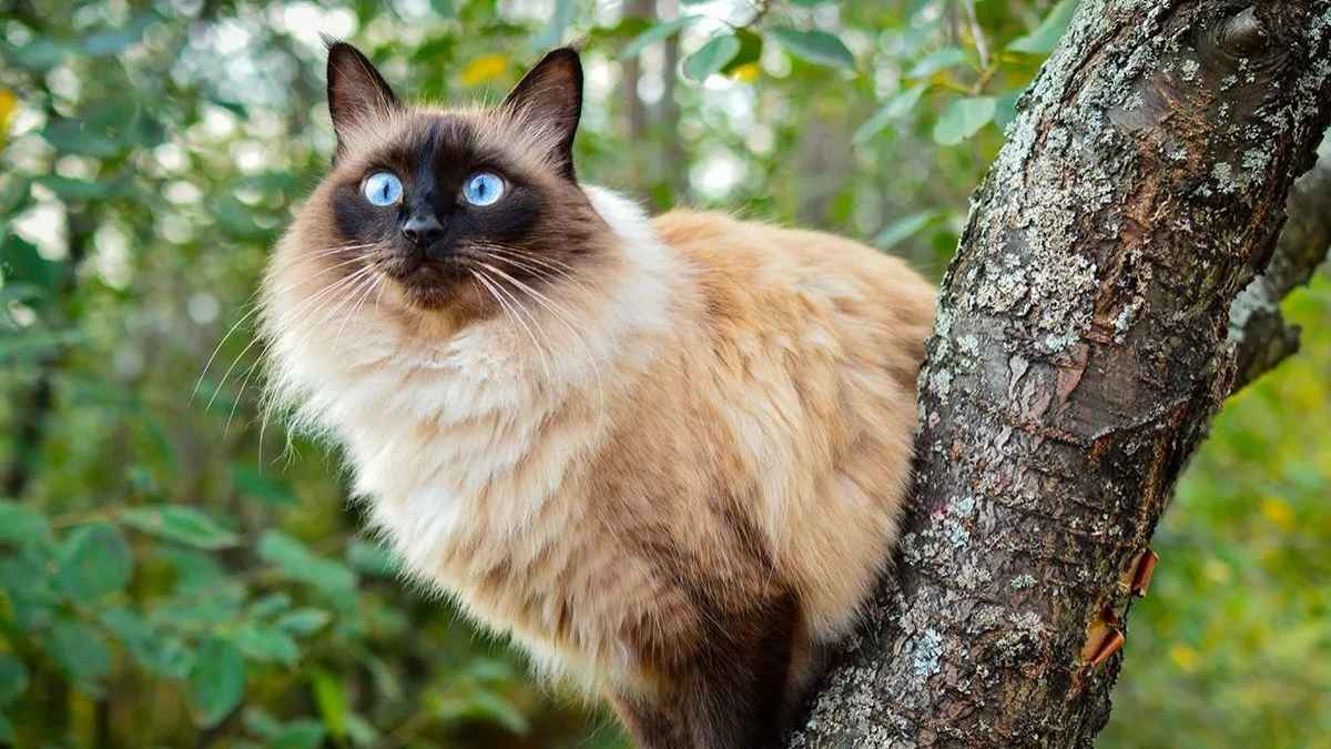 Chat hypoallergénique : ces 4 races qui vous permettront enfin d’adopter sans éternuer