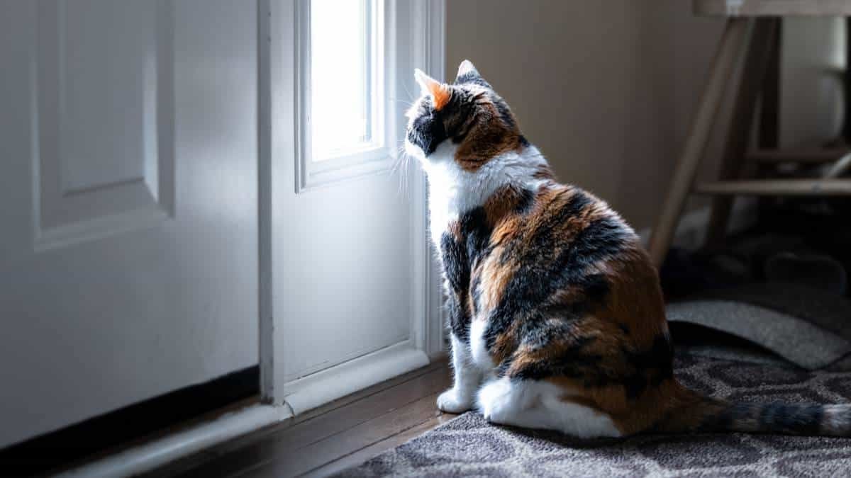 Propriétaires de chats : Cette durée maximale d’absence pourrait mettre votre animal en danger