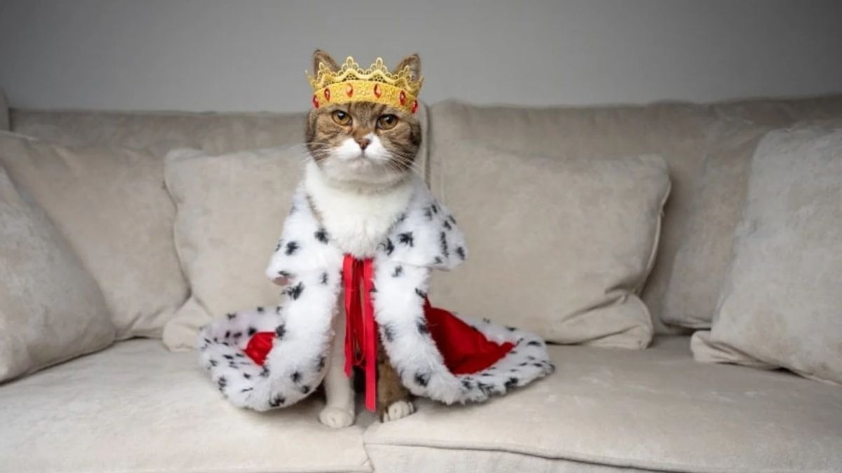 Les tactiques secrètes de votre chat pour régner sur votre maison