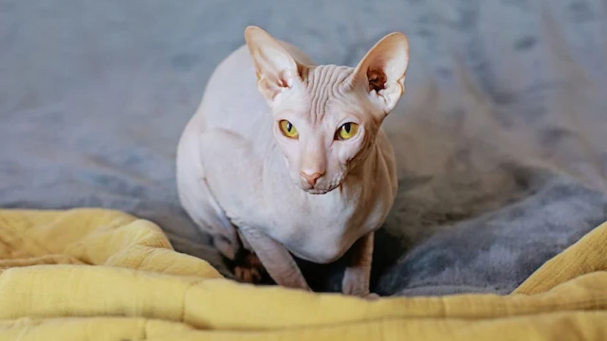 Ils créent une race de chat mutante pour TikTok : les vétérinaires tirent la sonnette d’alarme