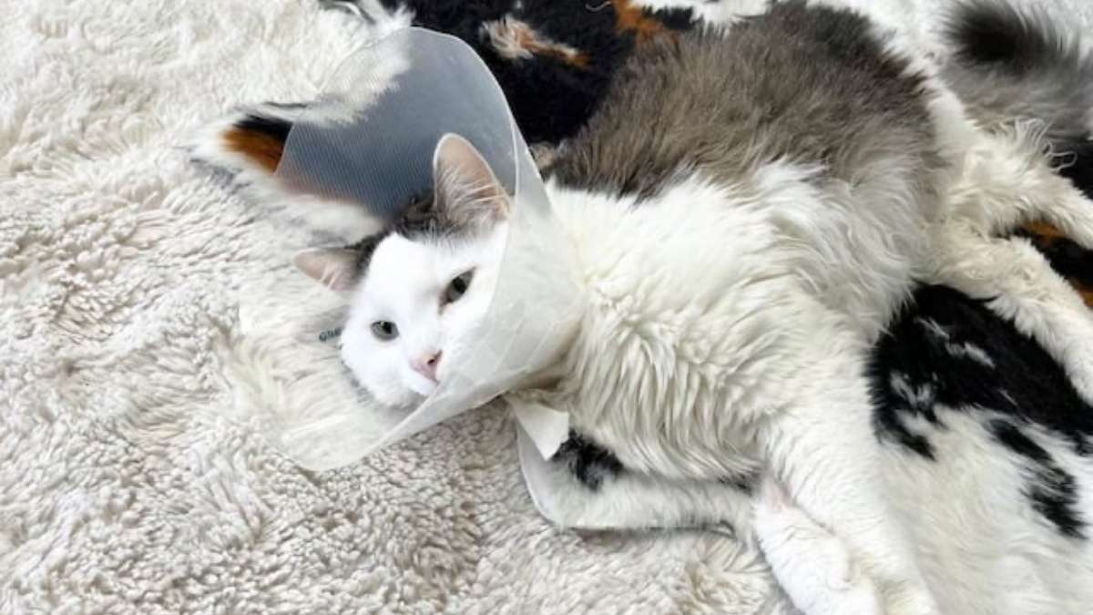 Ce chat chute de 40 mètres et survit : les vétérinaires n’en reviennent toujours pas !