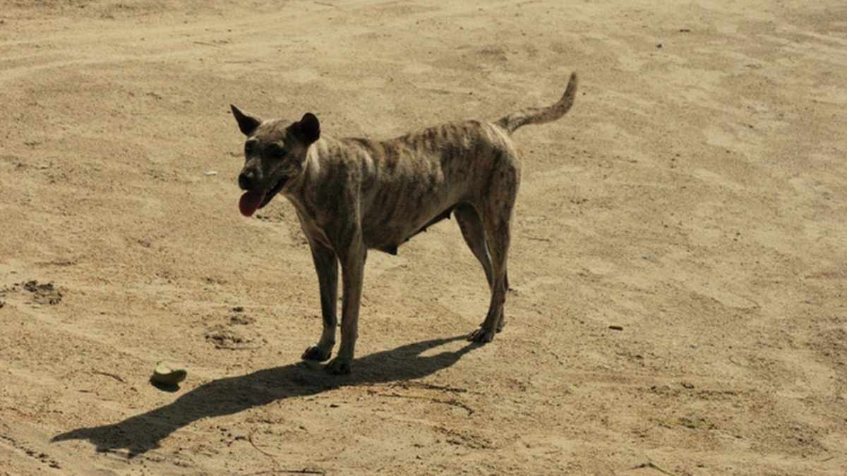 Il aide un chien errant pendant des semaines et découvre une vérité bouleversante