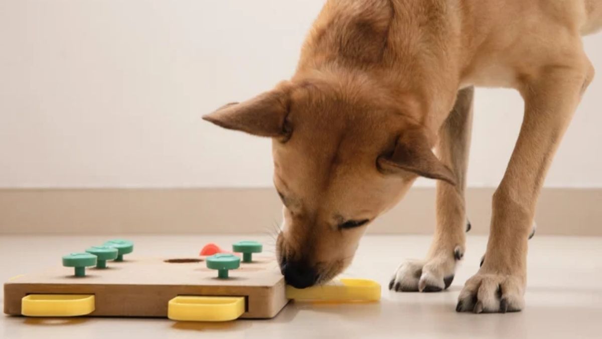 Cette race de chien détrône le Border Collie et devient officiellement la plus intelligente au monde
