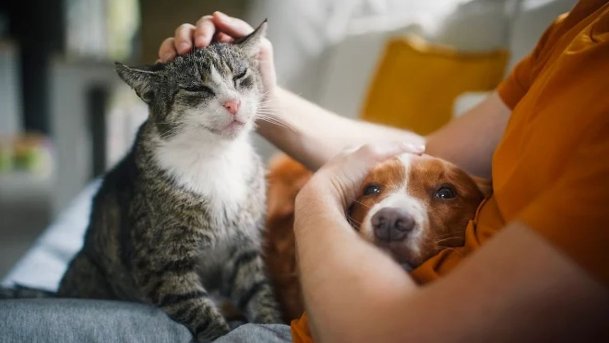 Découvrez les prénoms tendance qui affolent les maîtres pour leurs animaux en 2024 : le second va vous surprendre !