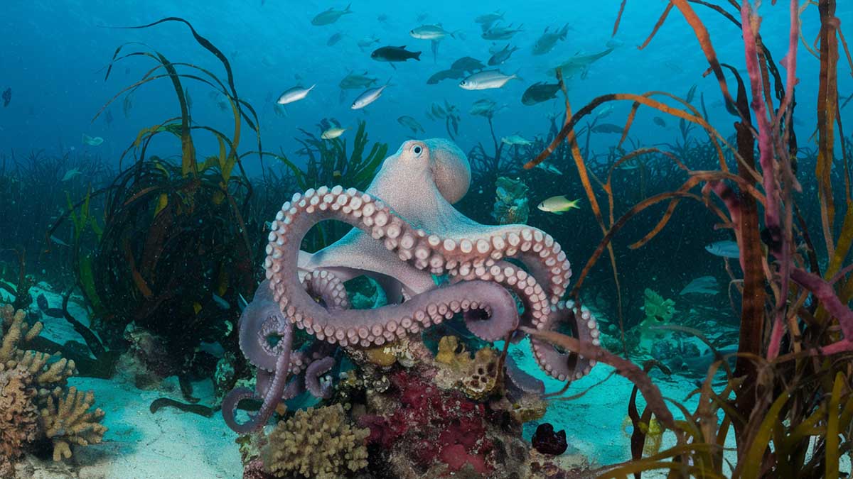 Des poulpes qui giflent des poissons : l’étonnant partenariat inter-espèces