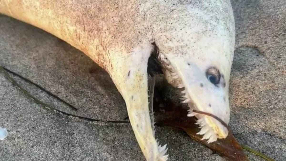 Une créature terrifiante aux dents d’Alien s’échoue sur une plage : vous ne devinerez jamais ce que c’est !