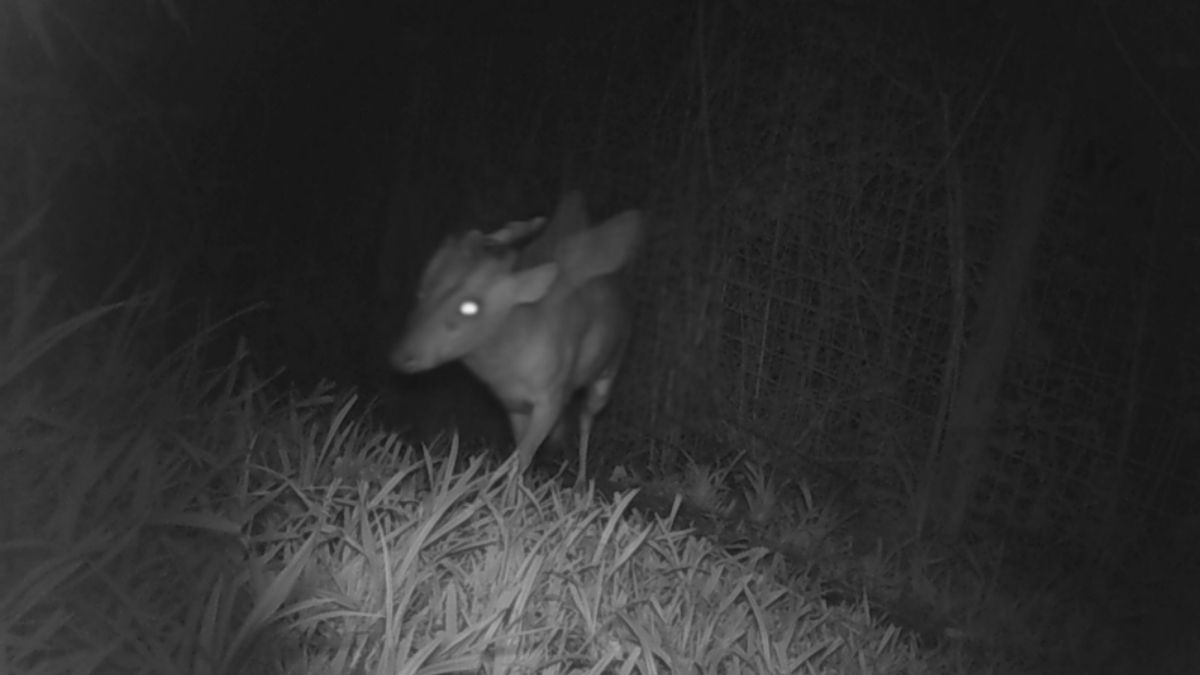Une créature mystérieuse terrorise un zoo anglais : les images de surveillance affolent les internautes