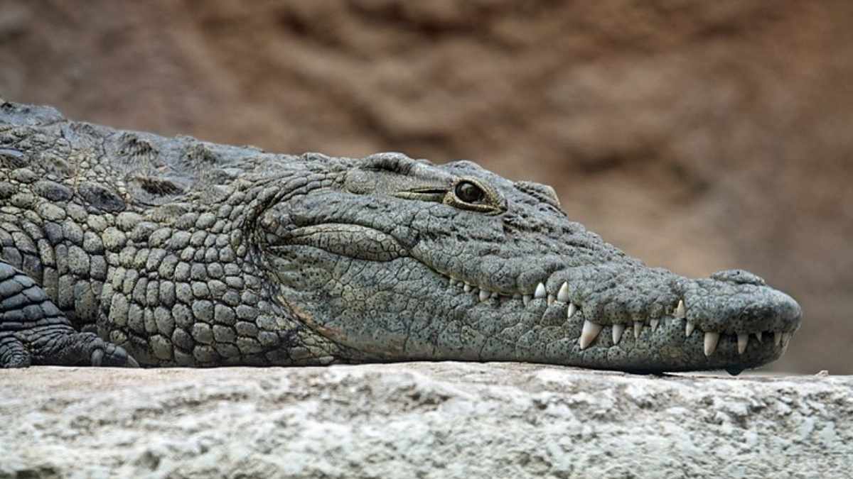 La mort bouleversante du plus grand crocodile du monde choque l’Australie