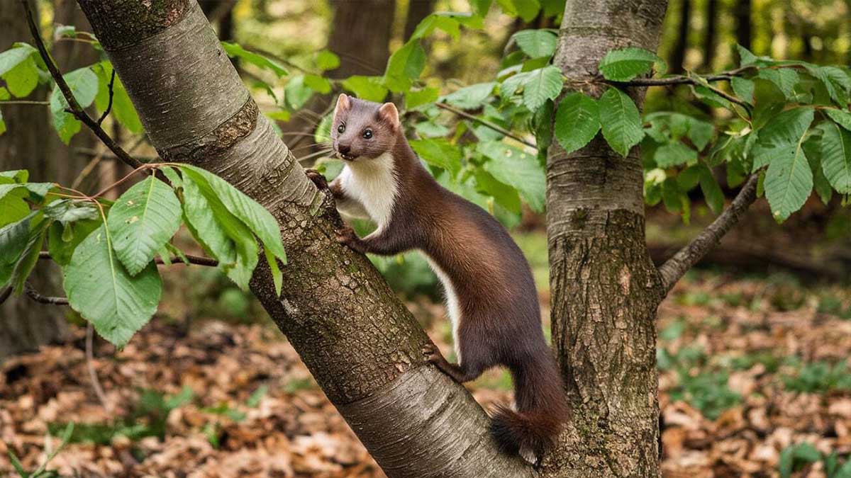 Les différences entre la belette et la fouine : découvrez pourquoi ces deux prédateurs se livrent une guerre sans merci !