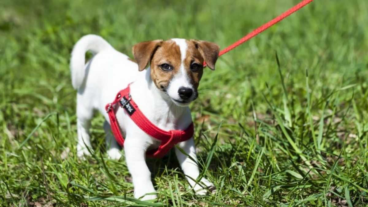 Découvrez pourquoi votre chien déteste secrètement son collier