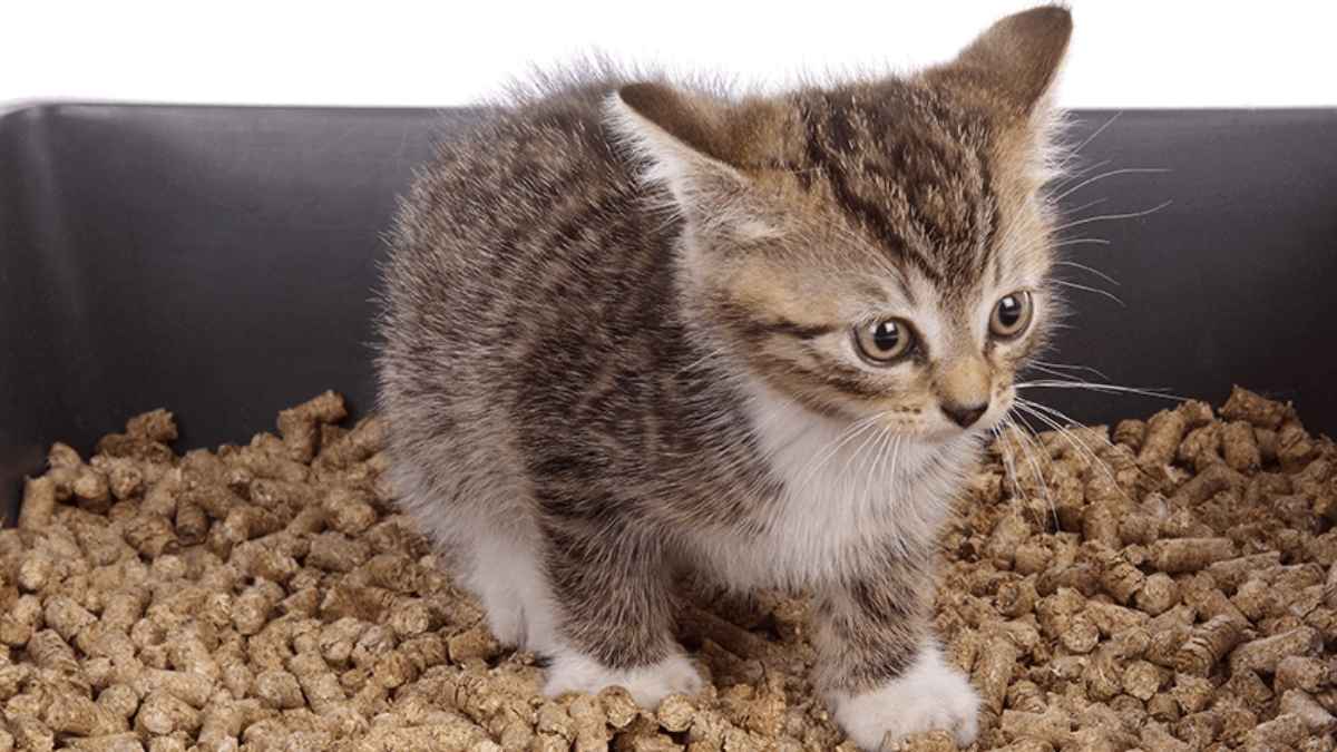 Litière pour chat : ces 4 alternatives naturelles qui vont révolutionner le quotidien de votre félin