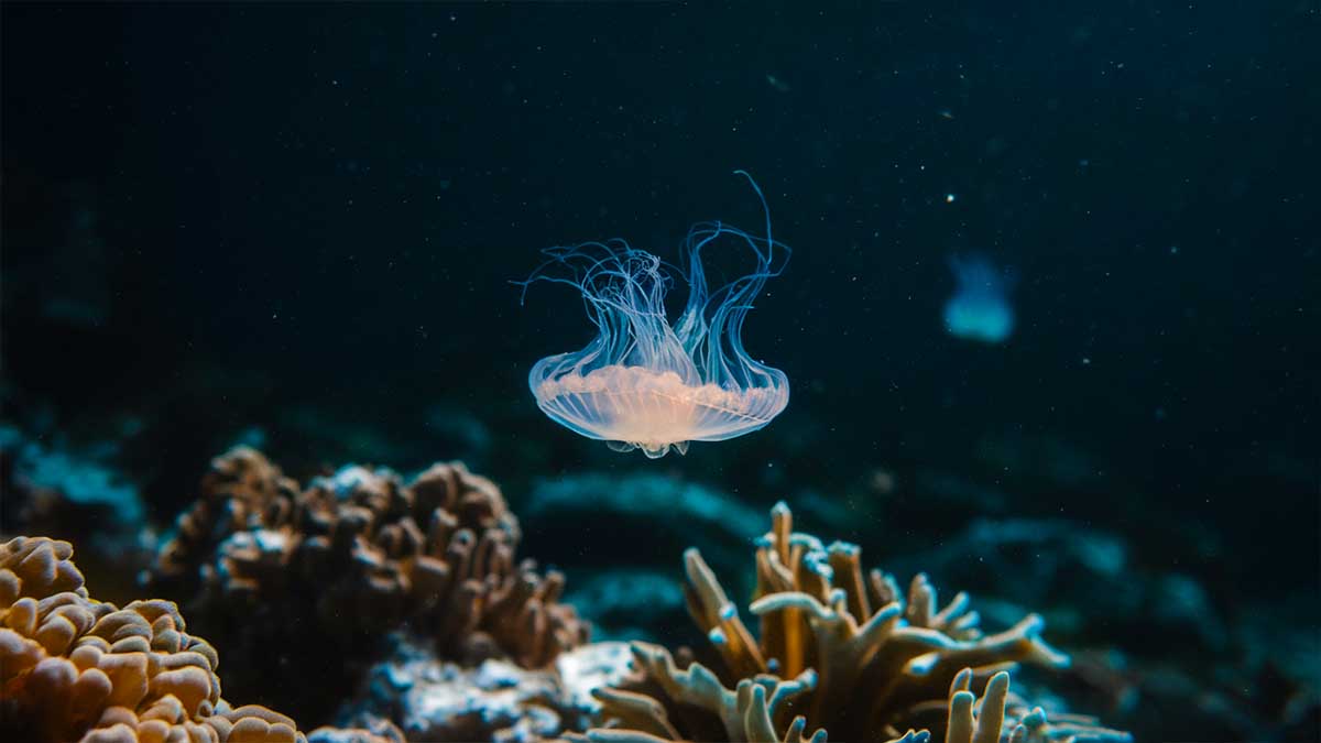 Découvrez l’animal qui ne meurt jamais : ces créatures défient les lois du temps