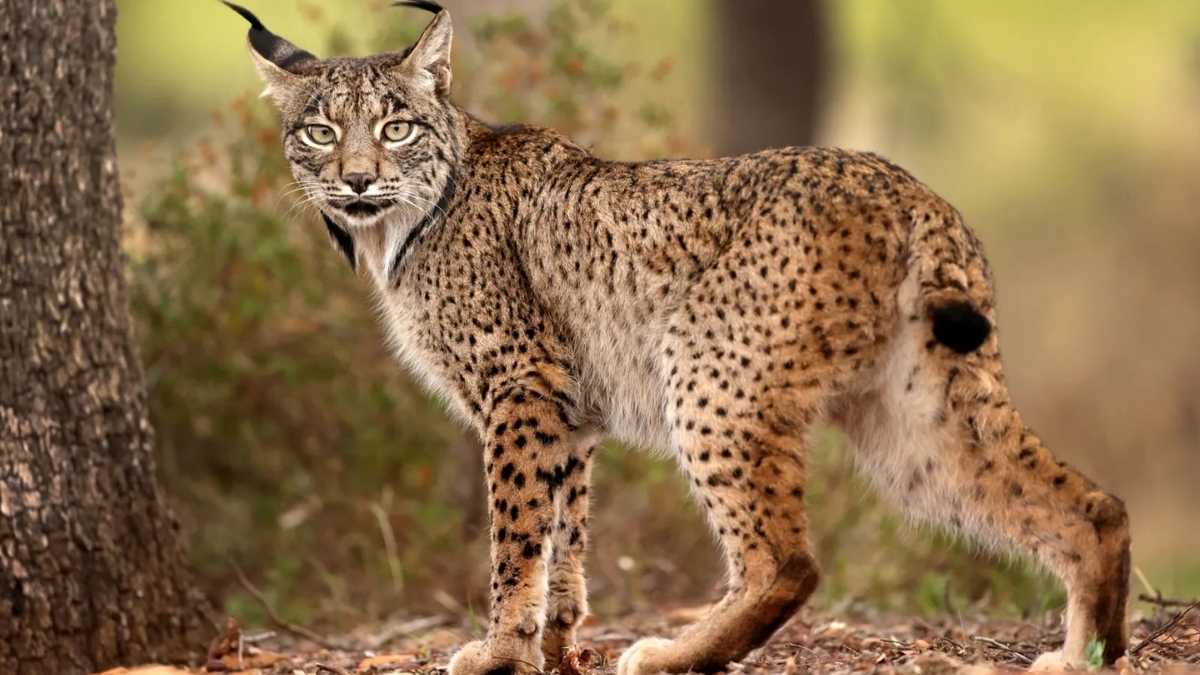 L’incroyable vérité sur la vision du lynx : ce que la science révèle enfin sur ce mystérieux félin !