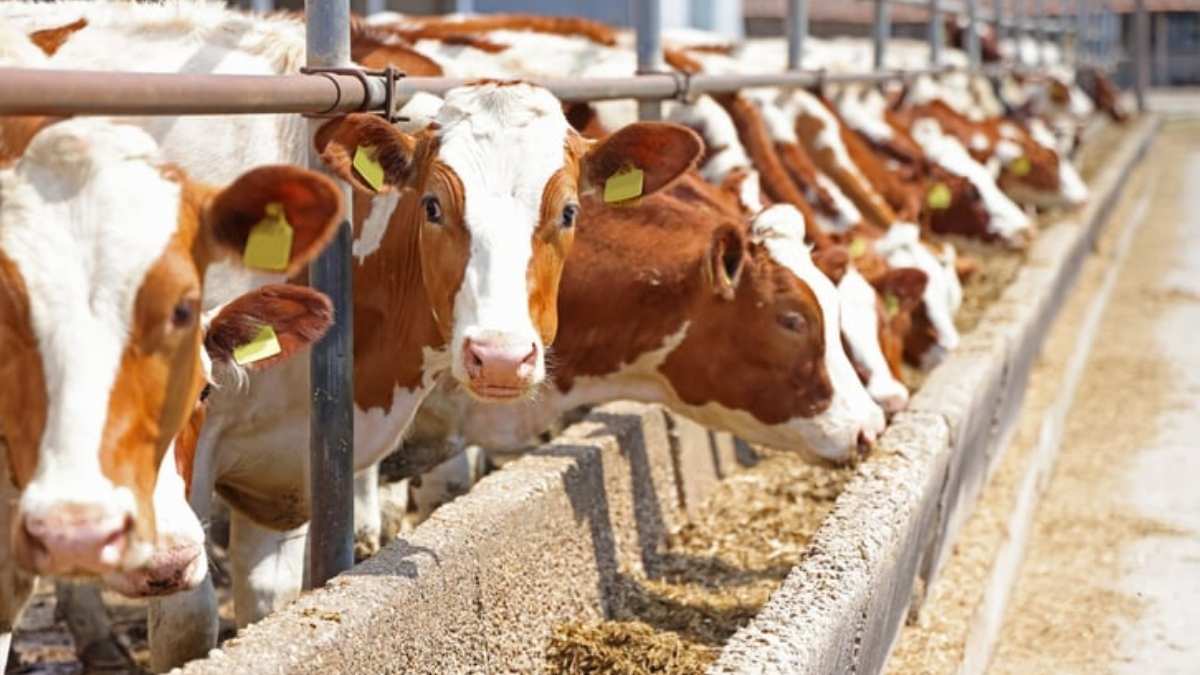 Miracle dans une ferme galloise : un événement qui n’arrive qu’une fois sur 11 millions vient de se produire !