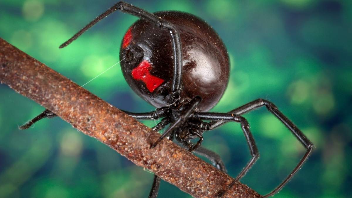 La vérité choc sur la veuve noire : cette araignée est-elle vraiment la plus mortelle au monde ?