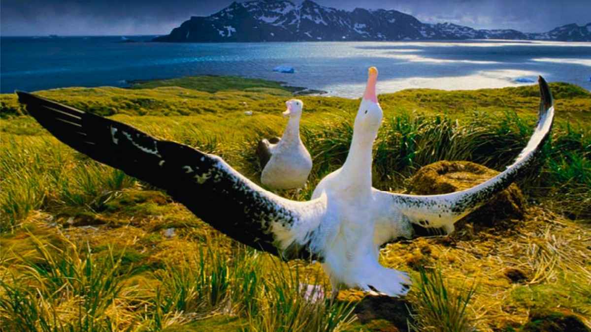 Le plus vieil oiseau du monde vient de réaliser un exploit qui laisse les scientifiques sans voix !