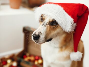 Les aliments à éviter à donner à votre chien lors des fêtes