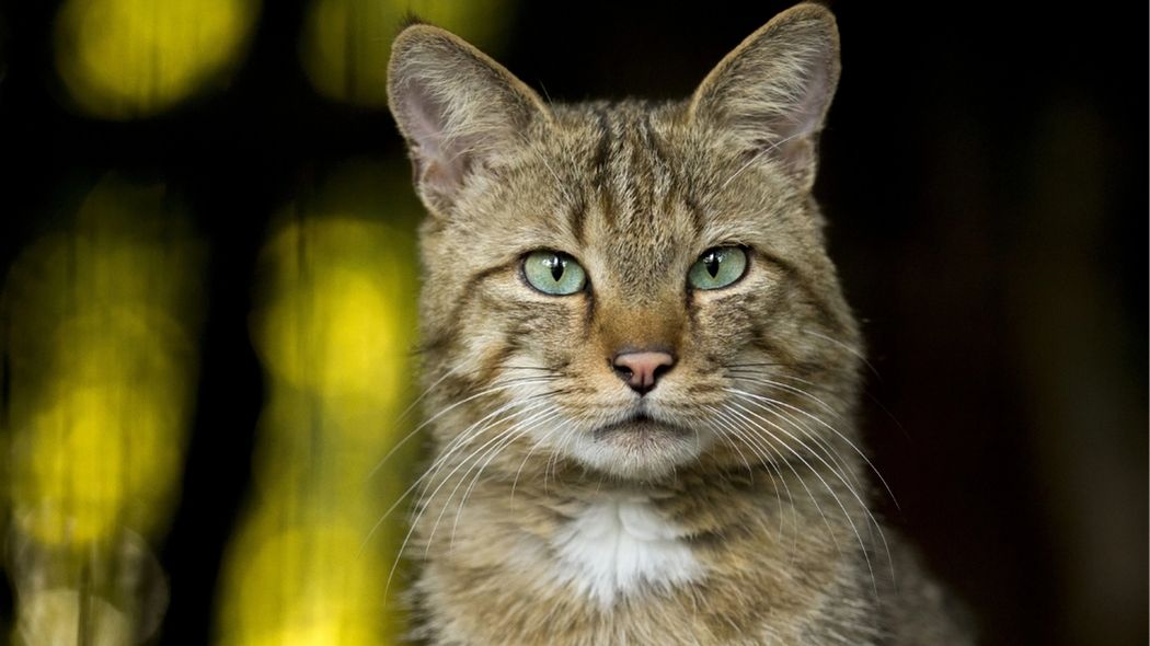 Votre chat est-il déjà un senior ? La vérité sur son âge va vous surprendre !