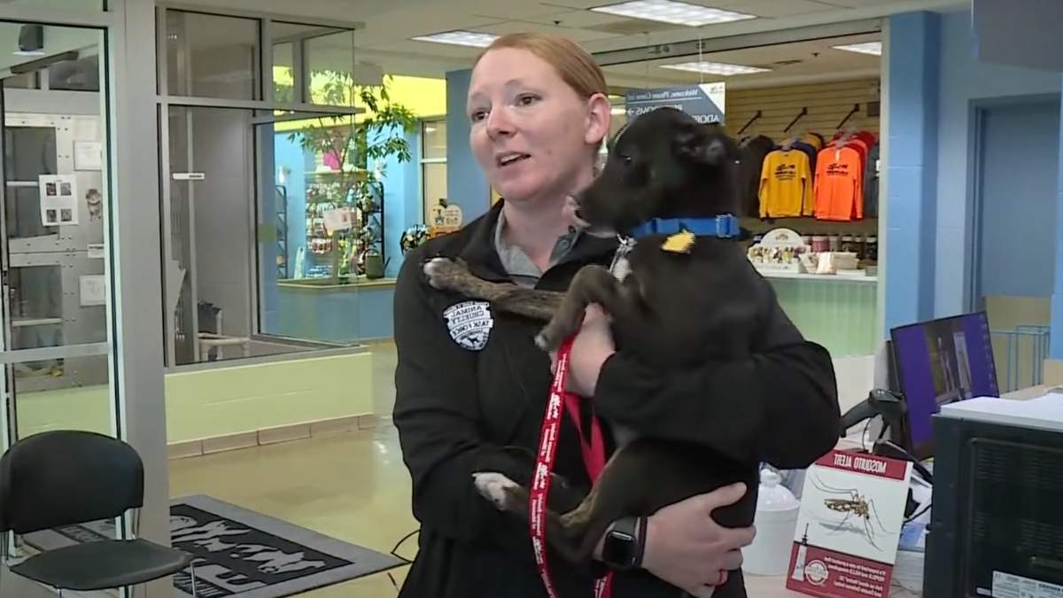 Ils découvrent une meute de chiens abandonnés le soir d’Halloween : ce qui suit va vous bouleverser