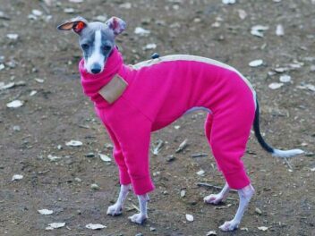 Votre chien grelotte ? Ces 5 signes prouvent qu’il a besoin d’un manteau cet hiver