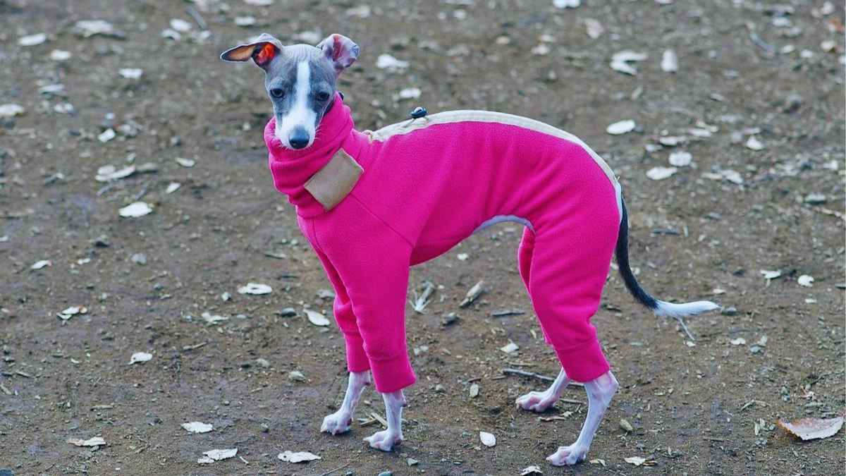 Votre chien grelotte ? Ces 5 signes prouvent qu’il a besoin d’un manteau cet hiver