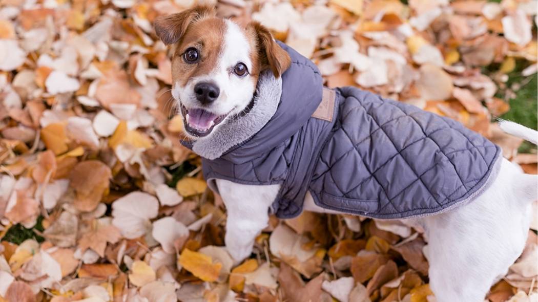 Protection hivernale : Votre chien risque gros si vous ne lui mettez pas de manteau