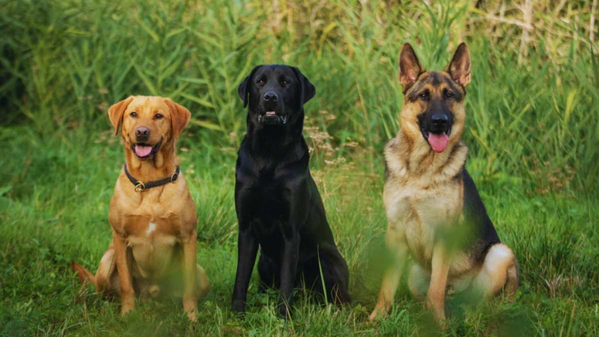 Un expert dévoile les 3 races de chiens les plus difficiles à dresser : attention, l’une d’elles est très populaire en France !