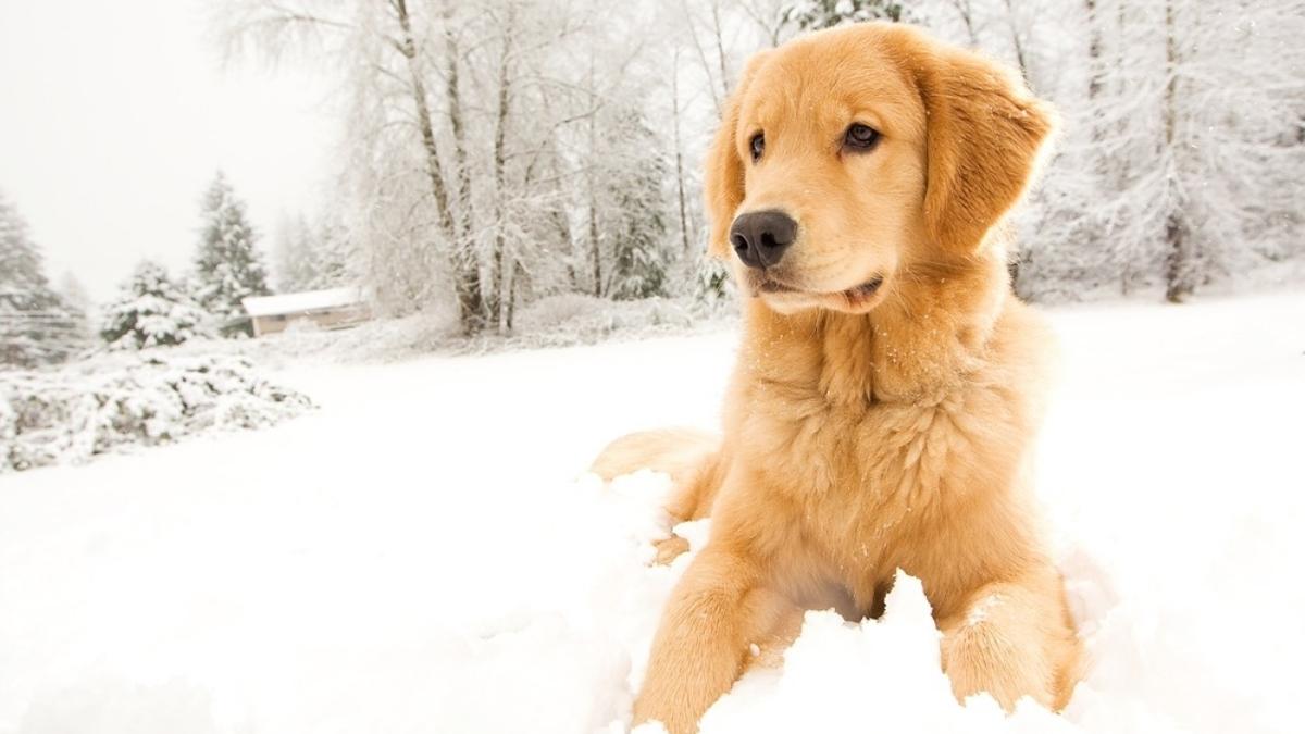 Alerte neige : votre chien risque gros si vous ne faites pas attention à ces détails !