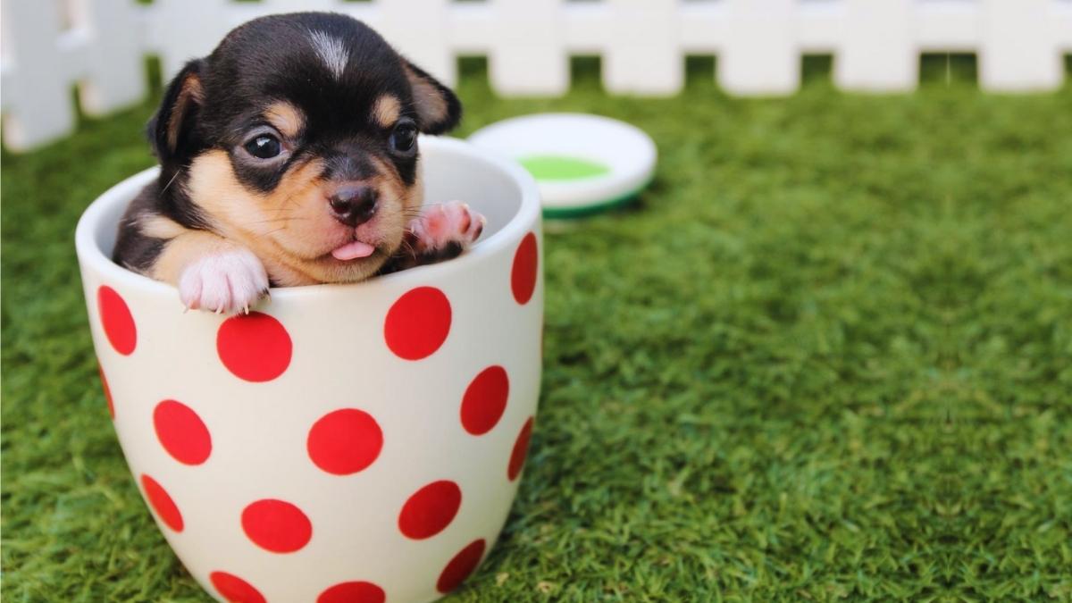 La mode des chiens miniatures explose, les vétérinaires tirent la sonnette d’alarme !