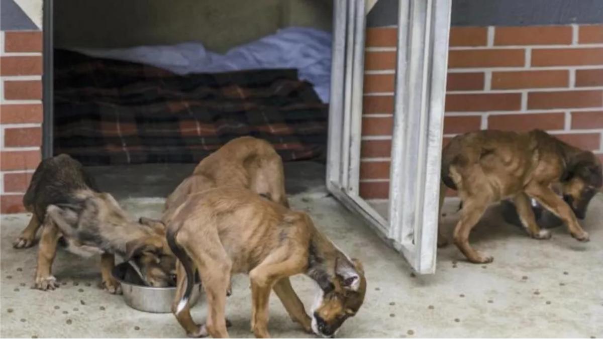 Trafic de chiots en Seine-Saint-Denis : une mère et ses petits sauvés d’un calvaire insoutenable