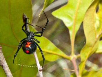 L’araignée la plus mortelle au monde fait son retour en France : ce qu’il faut absolument savoir