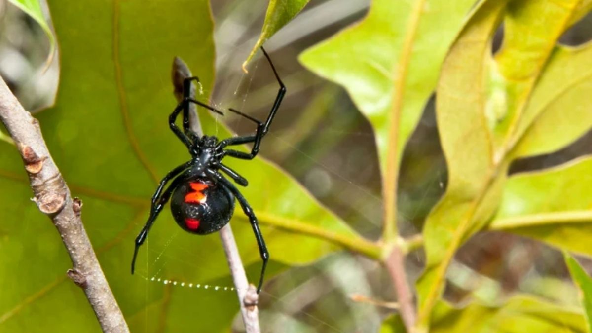 L’araignée la plus mortelle au monde fait son retour en France : ce qu’il faut absolument savoir