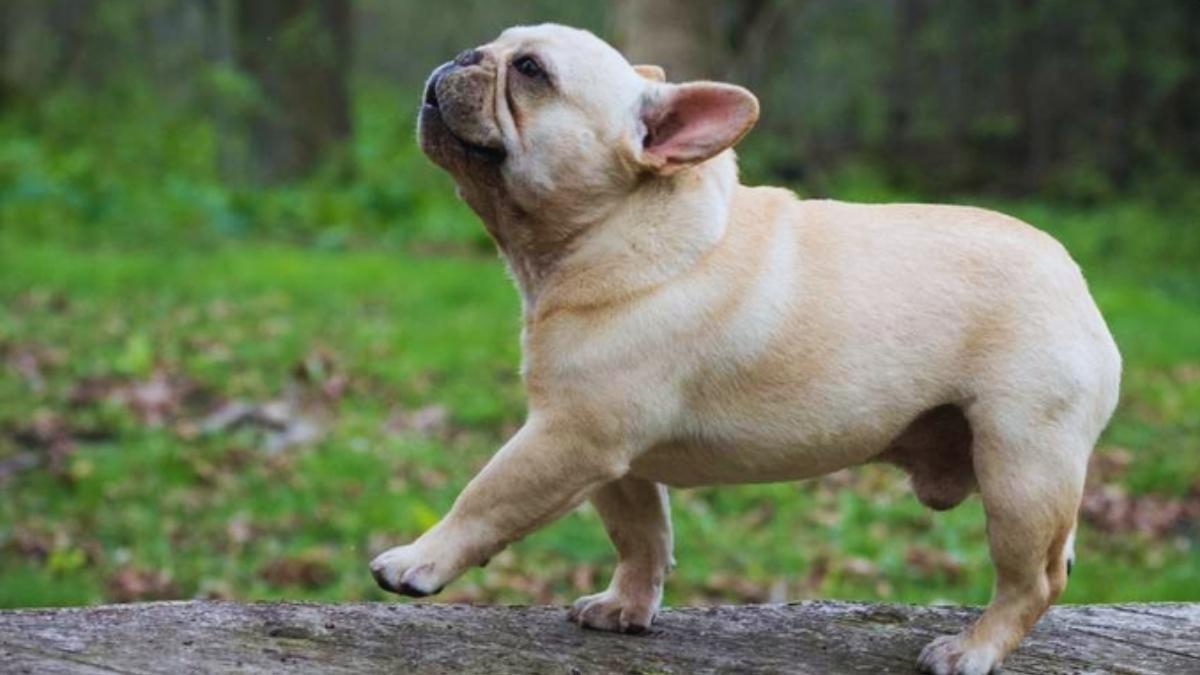 Le teckel détrône le bulldog français : découvrez le nouveau chien favori des Parisiens !