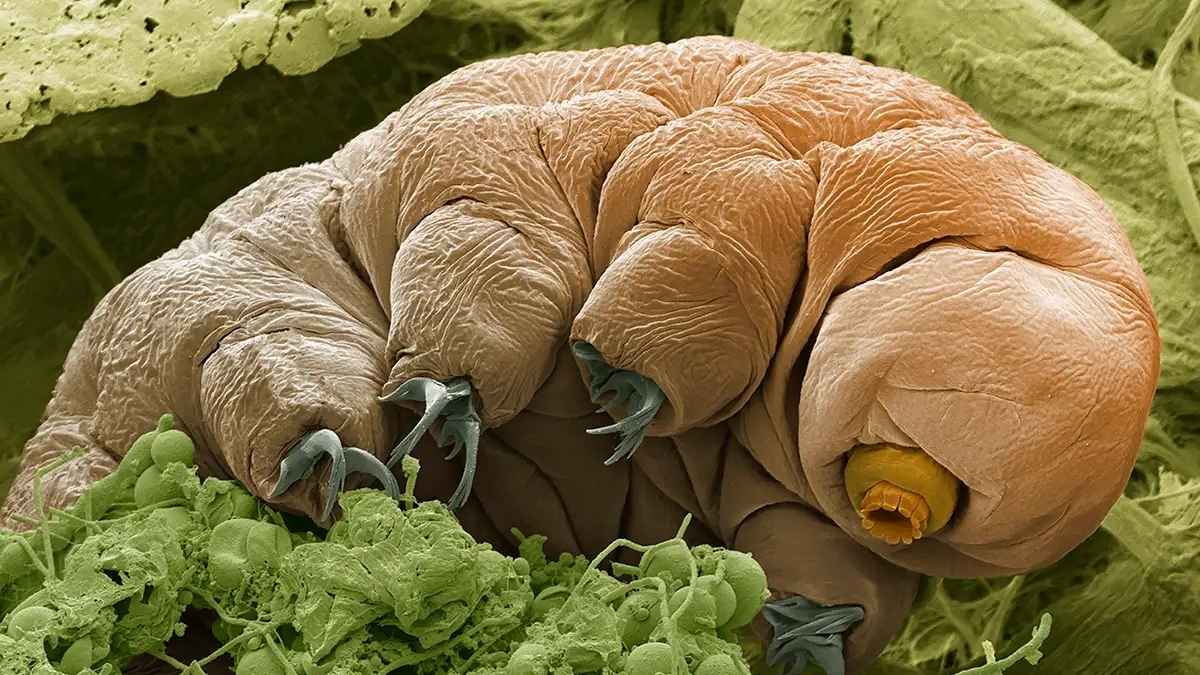 Cette créature microscopique pourrait révolutionner l’exploration spatiale : les scientifiques font une découverte majeure
