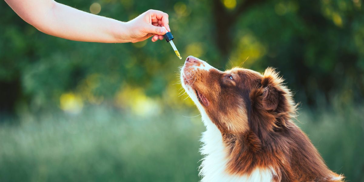 Le CBD est-il une solution naturelle pour apaiser l’anxiété chez les animaux ?