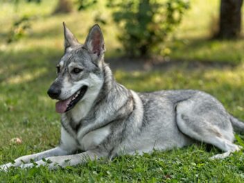 Découvrez le Chien Loup de Saarloos, un compagnon hors du commun