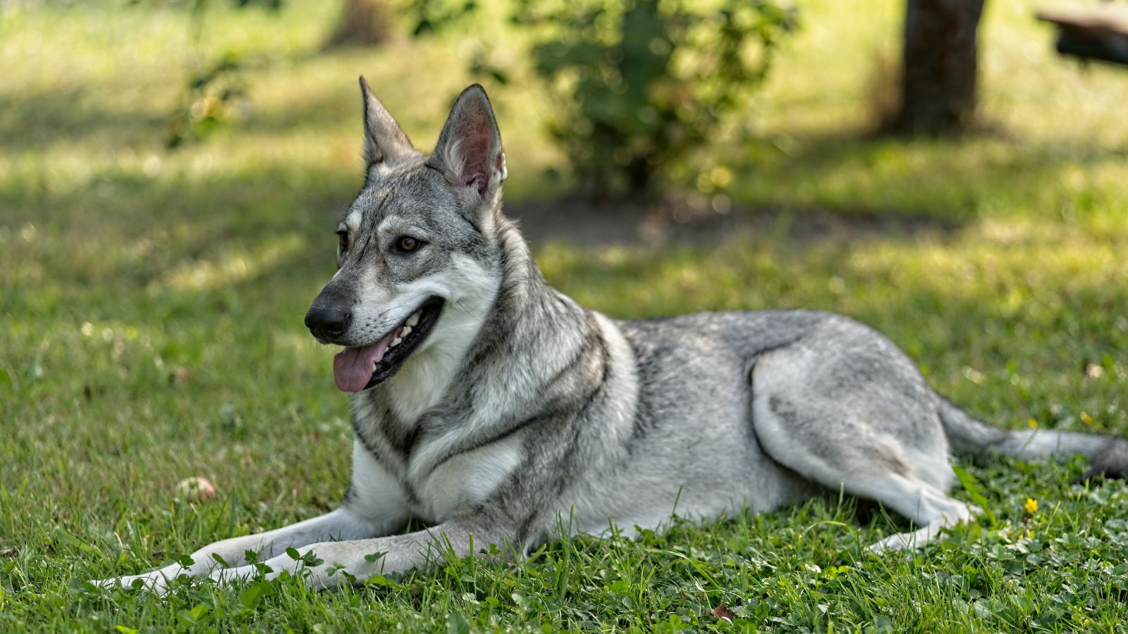 Découvrez le Chien Loup de Saarloos, un compagnon hors du commun