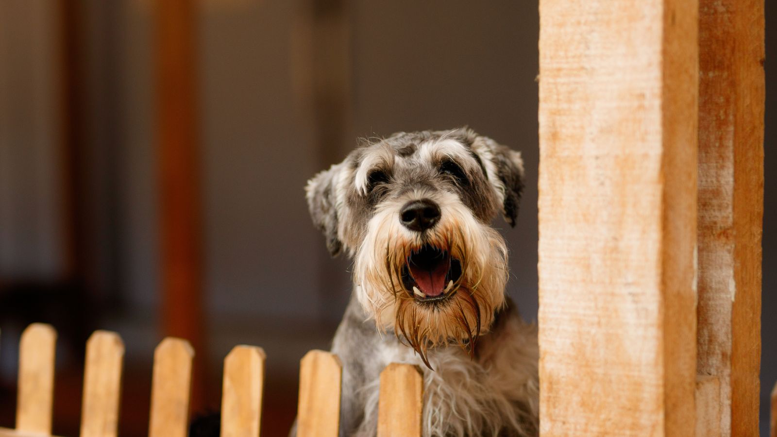 Mon chien aboie, je veux comprendre pourquoi et maximiser son bien-être