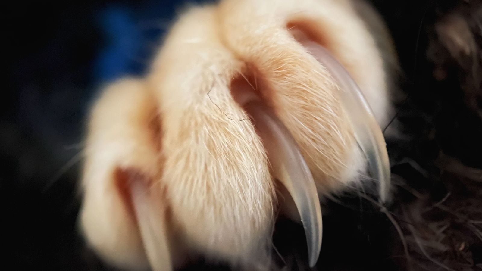 Top 5 des races de chats les plus susceptibles d’être agressives