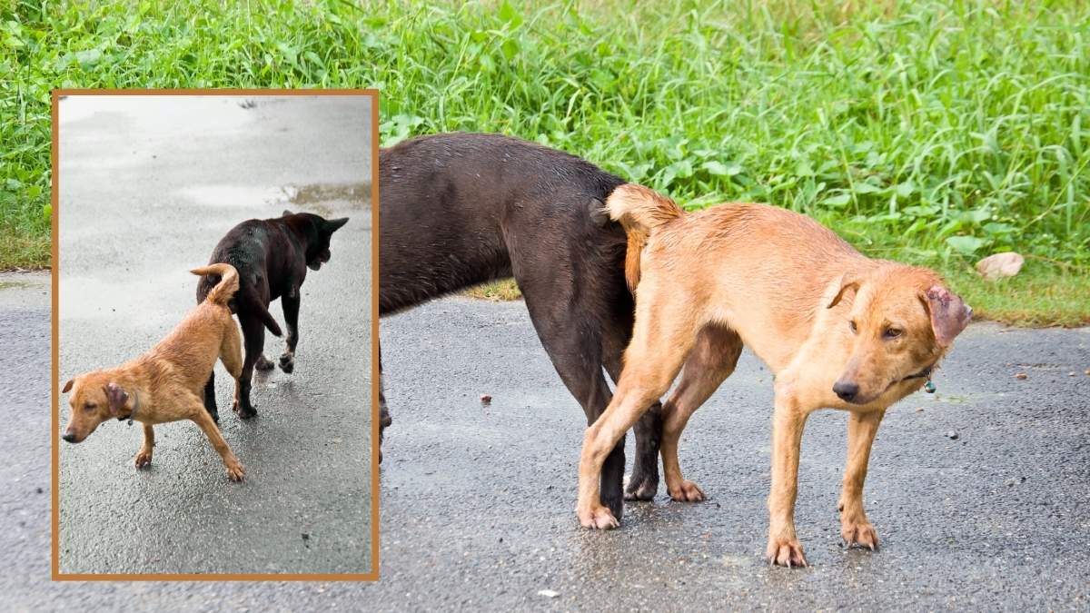 nouage chez les chiens apres accouplement