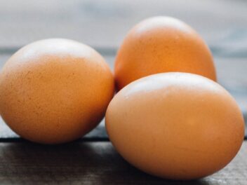 Des oeufs pour mon chien, trésor nutritionnel ou un danger caché ?