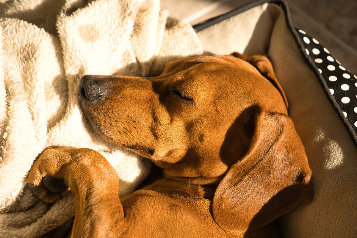 Pourquoi prendre une assurance pour chien ?