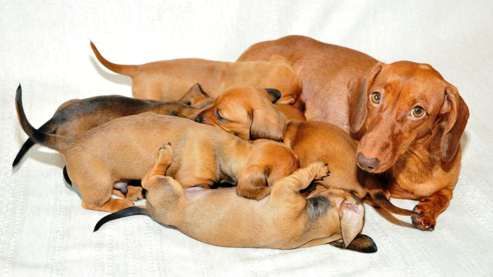 L’accouplement chez le chien : guide complet pour les propriétaires