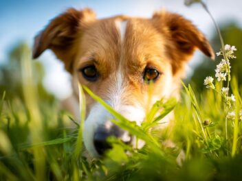 Pourquoi votre chien mange-t-il de l’herbe ? Découvrez toutes les raisons et solutions possibles !