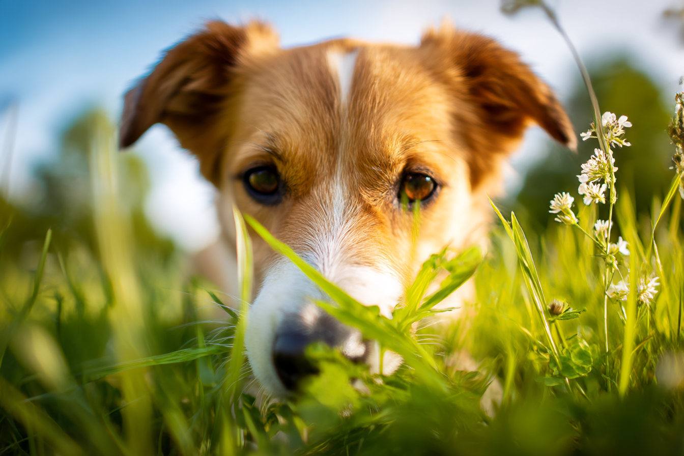 Pourquoi votre chien mange-t-il de l’herbe ? Découvrez toutes les raisons et solutions possibles !