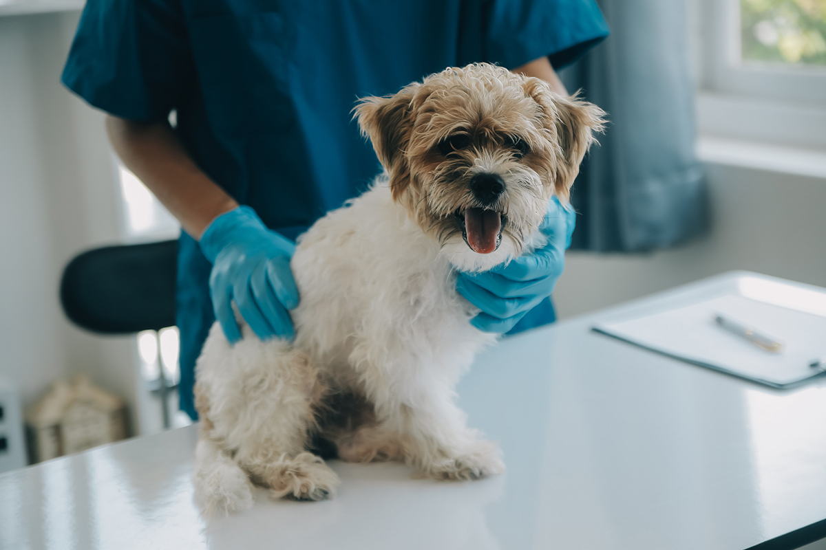 Comment choisir une assurance pour son animal domestique ?