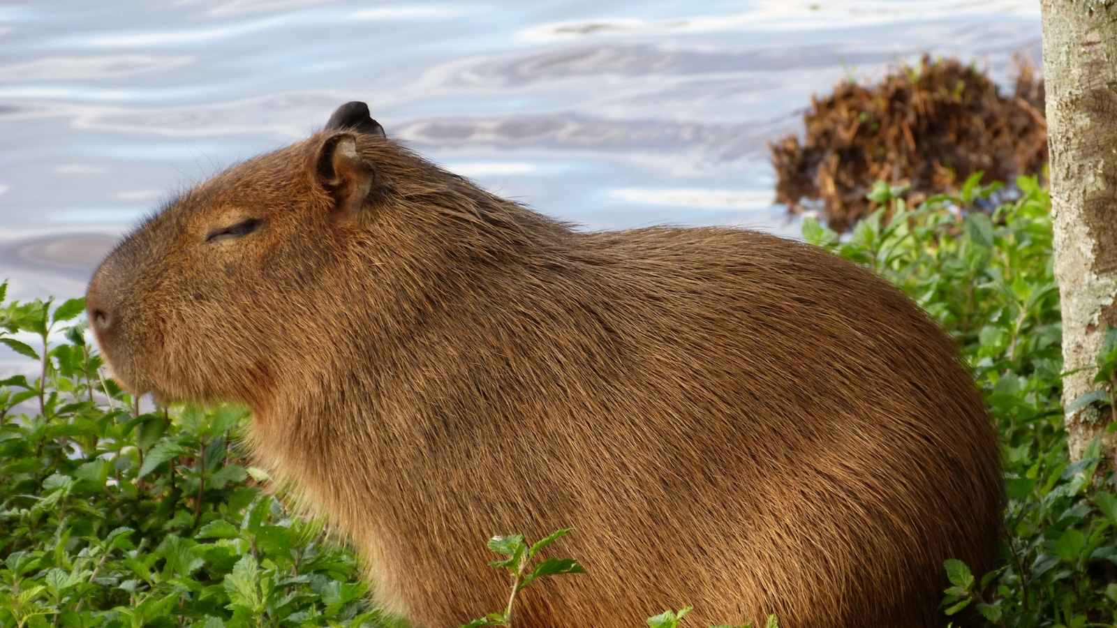 Le Capybara, qui est ce rongeur le plus grand du Monde !