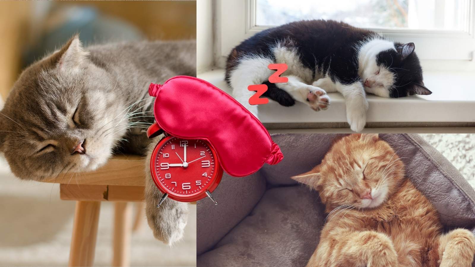 Pourquoi votre chat dort 18h par jour, la réponse ici