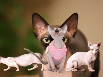 Chat sans poil : Guide complet des races, prix et soins indispensables