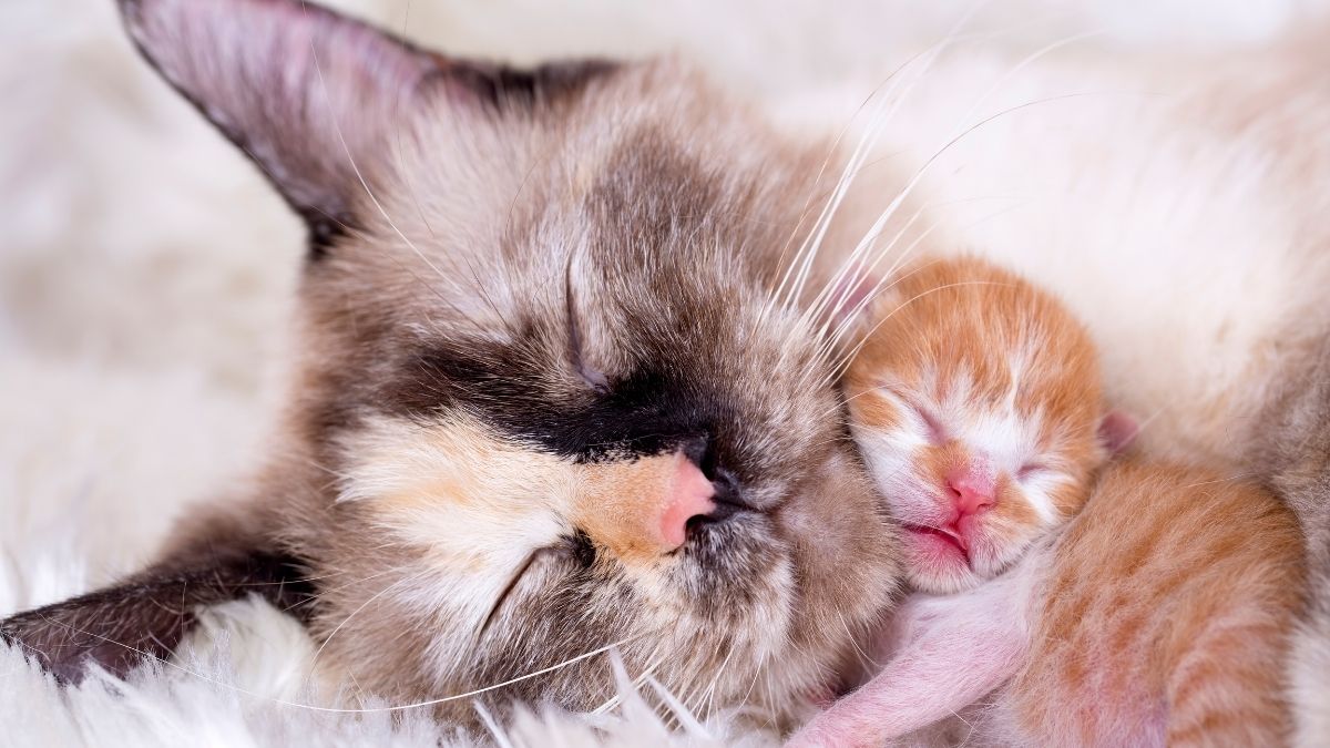 chatte et son petit